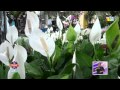 Mercado De Plantas Ornamentales En Mexico