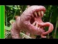Como Son Las Plantas Carnivoras Wikipedia