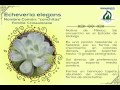 Arboles Frutales Originarios De Mexico