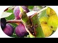 Arboles Frutales Higueras