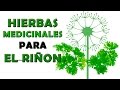Plantas Curativas Con Nombres