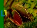 Cuales Son Las Plantas Carnivoras Wikipedia