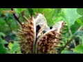 Las Plantas Carnivoras Son Venenosas