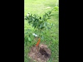 Sistemas De Riego Frutales