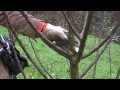 Poda De Arboles Frutales En Asturias
