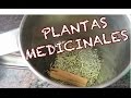 Plantas Curativas Caseras