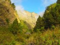 Arboles Frutales Tenerife