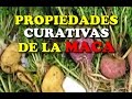 Plantas Curativas Y Para Que Sirven