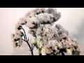 Plantas Ornamentales Zonas Aridas