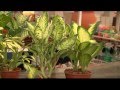 Importancia De Un Vivero De Plantas Ornamentales