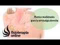 Plantas Curativas Con Imagenes