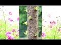 Plantas Ornamentales De Brasil