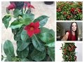 Plantas Ornamentales De Interior Trepadoras
