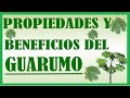Plantas Curativas Chaya