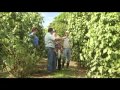 Exportadores De Plantas Ornamentales En Costa Rica