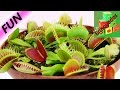 Plantas Carnivoras Gigantes Se Alimentando Videos