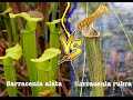 Tipos De Plantas Carnivoras Sarracenia