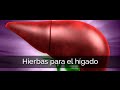 Plantas Curativas Para El Higado