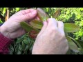 Arboles Frutales Resistentes A Las Heladas