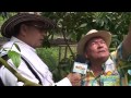 Beneficios De Sembrar Arboles Frutales