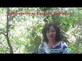 Plantas Curativas Cicatrizantes