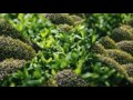 Clasificacion De Las Plantas Ornamentales Segun Su Naturaleza