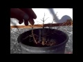 Arboles Frutales Granados