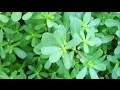 Plantas Curativas Y Sus Propiedades