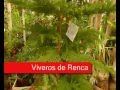Viveros Arboles Frutales Buin