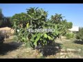 Arboles Frutales Mediterraneos