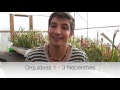 Plantas Carnivoras Orquideas