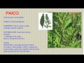 Plantas Curativas Del Peru