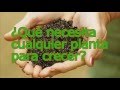 Arboles Frutales Rapido Crecimiento