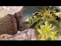 Arboles Frutales Aguacatero