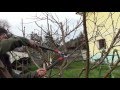 Poda De Arboles Frutales Albaricoque