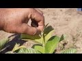 Arboles Frutales Guayaba