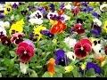Plantas Ornamentales Anuales