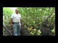 Huertos Familiares En Zonas Urbanas