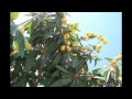 Arboles Frutales Nispero