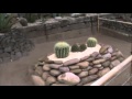 Diseño De Jardines Con Cactus
