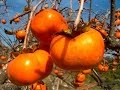 Arboles Frutales Kaki
