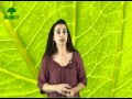 Plantas Curativas Comunes