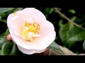 Plantas Ornamentales De Galicia