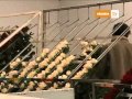 Produccion De Plantas Ornamentales En Mexico