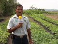 Arboles Frutales Veracruz