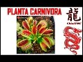 Comprar Plantas Carnivoras Online España