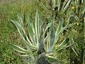Plantas Curativas Con Sus Nombres