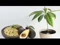 Arboles Frutales Aguacate