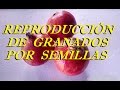 Arboles Frutales Granados