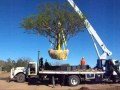 Arboles Frutales Hermosillo